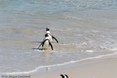 Brillenpinguin (138 von 148).jpg